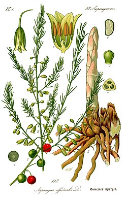 Asparagus officinalis0b.jpg