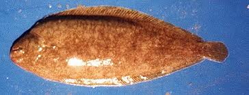 Archivo:Lenguado678.jpeg