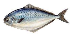 Palometa pintada.jpg