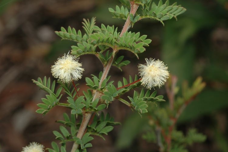 Archivo:Acacia mitchellii.jpg