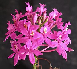 Epidendrum denticulatum inflorescence.jpg