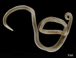 Ascaris lumbricoides1.jpeg