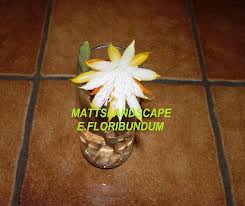 Epiphyllum floribundum1.JPG