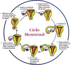 Foto del ciclo menstrual.JPG