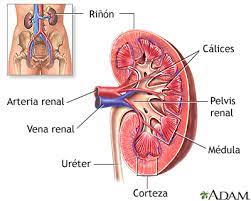 Arteria renal.jpg