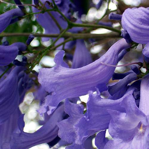 Archivo:Flores de jacaranda.jpg