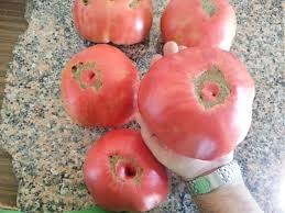 Tomate BALADRE (1).jpg