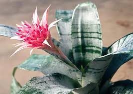 Archivo:Aechmea chantinii.jpeg