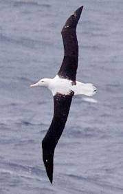 Albatros del norte.jpg