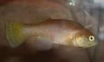 Austrofundulus limnaeus.jpg