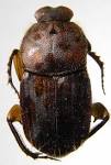Escarabajo canthidium.jpeg