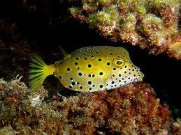 Ostracion cubicus.jpeg