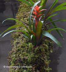 Planta epifita.jpg