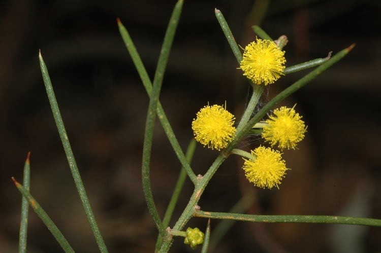 Archivo:Acacia enterocarpa 1.jpg