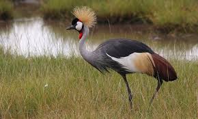 Grulla coronada.jpg