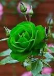 Rosas verdes.jpg