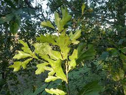 Quercus nigra.jpg
