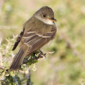 Empidonax traillii.jpg