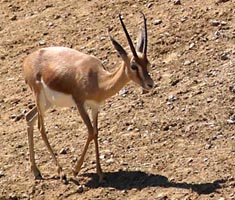 Gazella saudiya.jpg