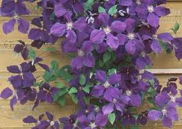 Clematis-jackmanii.jpeg