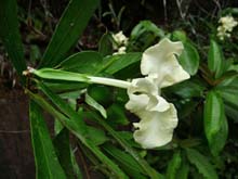 Brunfelsia portoricensis.jpg
