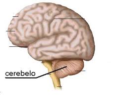 Cerebelo imagen parte del cerebro.jpg