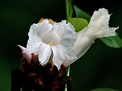 250px-Flower I IMG 9605.jpg