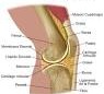 Rodilla..jpeg