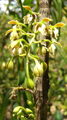 335px-Epidendrum bambusiforme (1).jpg