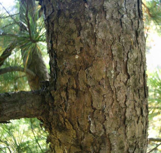 Archivo:Pinus koraiensis tronco.jpg