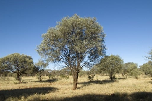 Archivo:Acacia distans.jpg