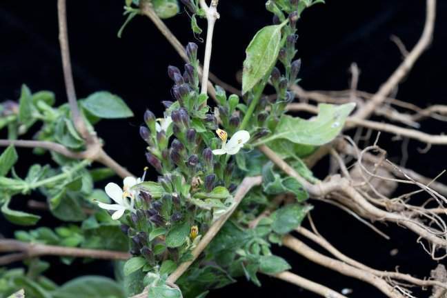 Archivo:Henrya insularis.jpg