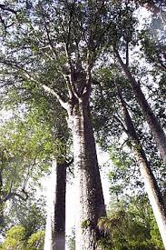 Kauri.jpeg