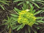 Euphorbia bourgeauana.jpg