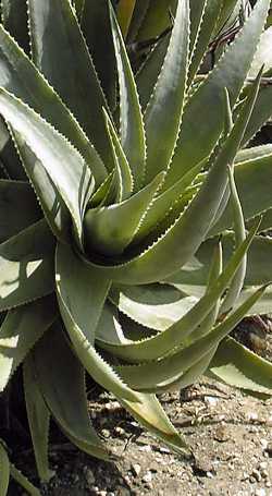 Aloe Socotrina 250px.jpg