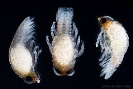 Ceratothoa oestroides.jpg
