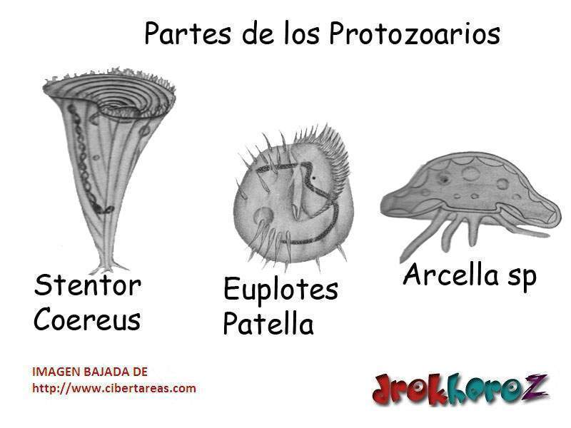 Partes-de-los-Protozoarios-Protozoologia.jpg