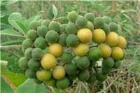 Solanum mauritianum4 sml.jpg