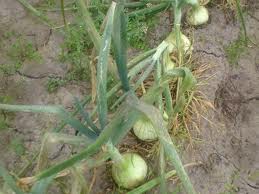 Peronospora destructor.jpeg