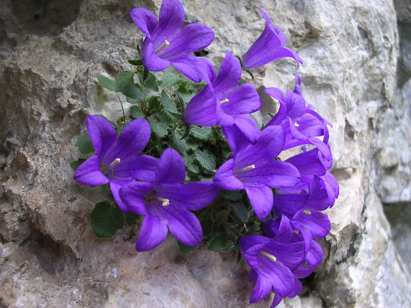 Archivo:Campanula morettiana.jpeg