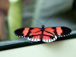 Mariposa cartero.jpg