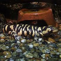 Salamandra tigre barrada nueva.jpg