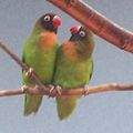 Agapornis nigrigenis (ave).jpg
