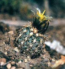 Cactus de Mesa Verde.jpg