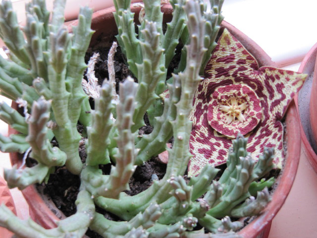Archivo:Orbea variegata 1.jpg