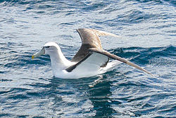 Albatrosscoronablanca.jpg