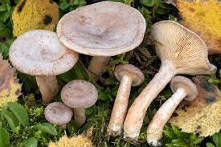 Archivo:Glyciosmus1.jpg