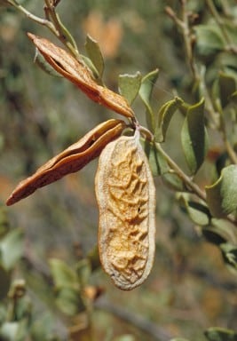Archivo:Acacia craspedocarpa 4.jpg