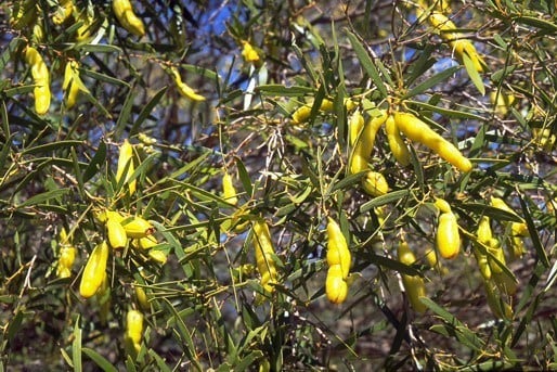 Archivo:Acacia demissa 3.jpg