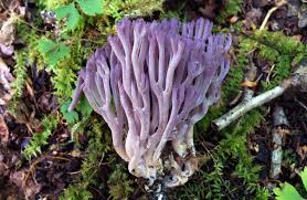Clavaria zollingeri.jpg